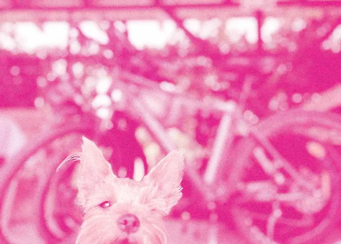 Kemping Biwak Bajlando *